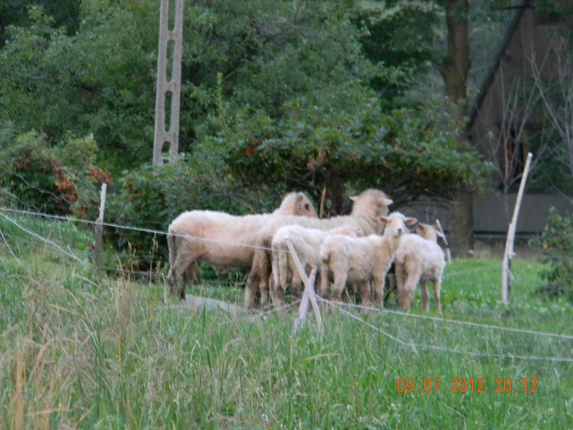 Pokoje Goscinne Kaminscy Gliczarów Exterior foto